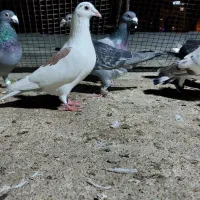 ۱۶ عدد کبوتر صحیح و سالم|پرنده|چابهار, |دیوار