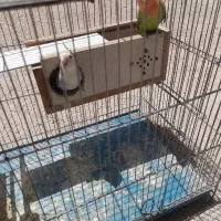 کوتوله برزیلی