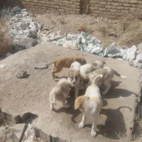 توله سگ نگهبان|سگ|رشتخوار, |دیوار