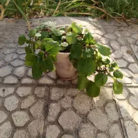 گل گوشواره ای زیبا|گل و گیاه طبیعی|اصفهان, طامه|دیوار