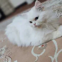 فروش فوری پرشین کت