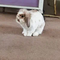 خرگوش لوپ ماده|موش و خرگوش|تهران, جیحون|دیوار