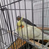 عروس هلندی|پرنده|گلستان (تهران), |دیوار