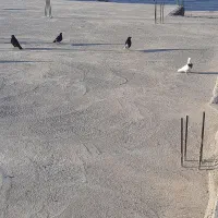 کفترپرشی|پرنده|بندر ماهشهر, |دیوار