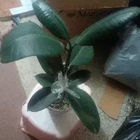 گل وگیاه دارم میخوام بفروشم برای روز مادر مناسبه|گل و گیاه طبیعی|شاهینشهر, گزبرخوار|دیوار