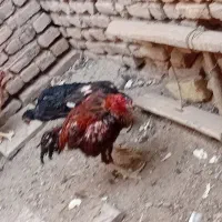 خروس لاری|حیوانات مزرعه|تربتحیدریه, تپه ننه حجی|دیوار