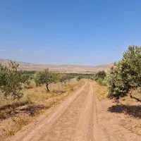 زمین-باغ-زیتون-مجوز-مرغداری-لوشان