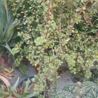 فروش گل|گل و گیاه طبیعی|شیراز, کیان شهر|دیوار