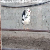 تخم مرغ گلین|حیوانات مزرعه|زرقان, |دیوار