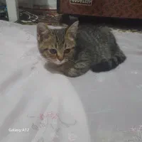 واگذاری بچه گربه|گربه|سروآباد, |دیوار