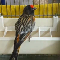 گلبسر ذغالی