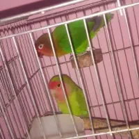 طوطی برزیلی باقفس|پرنده|شاهدشهر, |دیوار