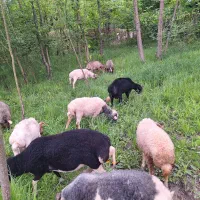 گوسفند نر پروار محلی