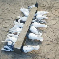 کله و طوقی و پشتی معامله با مرغ