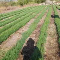 نشا پیاز مینروا باکیفیت
