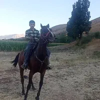 اسب مادیان گمشده