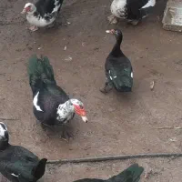 خروس محلی و اردک|حیوانات مزرعه|ساری, |دیوار