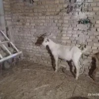 چپش تخمی
