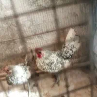 مرغ خروس مینیاتوری