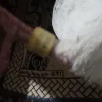 نر پلاکی عطیقه|پرنده|بروجرد, |دیوار