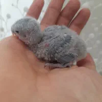 جوجه کوتوله سرلاکی|پرنده|اردکان, |دیوار