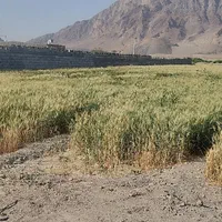 زمین کشاورزی ۱۰۰۰متری مناسب باغ و ویلا سازی.|فروش زمین و ملک کلنگی|پیر بکران, |دیوار