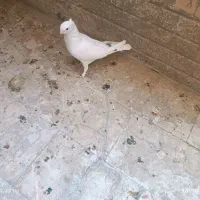 کبوتر ساتن سفید ، دوکت سیاه و چپ سرخ|پرنده|فولادشهر, مسکن مهر فولادشهر|دیوار