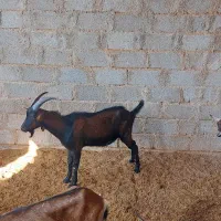 فروش کره چپش آلپاین اصل