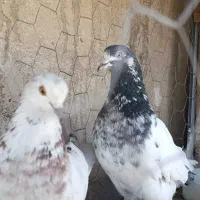 کبوتر