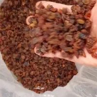 کشمش ابگیری|خوردنی و آشامیدنی|تبریز, |دیوار