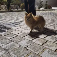پامر گمشده