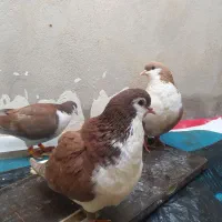 سرخ|پرنده|بجنورد, |دیوار