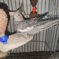 عروس هلندی|پرنده|نسیم‌شهر, |دیوار