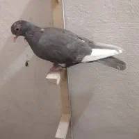 پلنگ|پرنده|کرمان, |دیوار