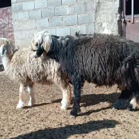 بره قوچی .قوچ.بز.کهره