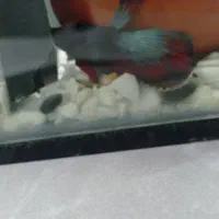 ماهی فایتر نر قیمت 2۰۰ هزار تو مان|ماهی|اندیشه, اندیشه فاز ۱|دیوار