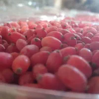 زرشک دون تازه قاینات|خوردنی و آشامیدنی|قم, بنیاد|دیوار