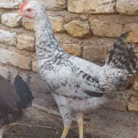 جوجه خروس محلی