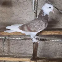 کبوتر کفتر