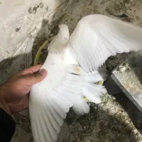 کفتر جفتگا و پرشی