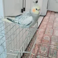 عروس هلندی سخنگو