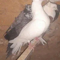 کفتر دمبی.دم بور ،دم سیاه|پرنده|قنوات, |دیوار