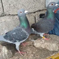 کبوتر پلاکی و پرشی