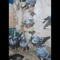 ۲۴عدد سوسکی درجه یک نر وماده|پرنده|رشتخوار, |دیوار