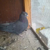 کفتر زاغ ابادانی