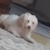 سگ شینزو،شناسنامه دار|سگ|کرمانشاه, |دیوار