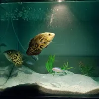 آکواریوم و ماهی