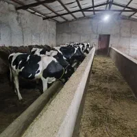 ده راس گوساله هلشتاین خلوص بالا بالای ۲۵۰ کیلو