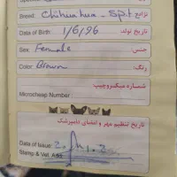واگذاری پت|سگ|کرمان, |دیوار