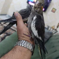 عروس هلندی|پرنده|بندر ماهشهر, |دیوار